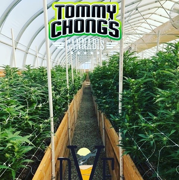 Tommy Chong CBD Review