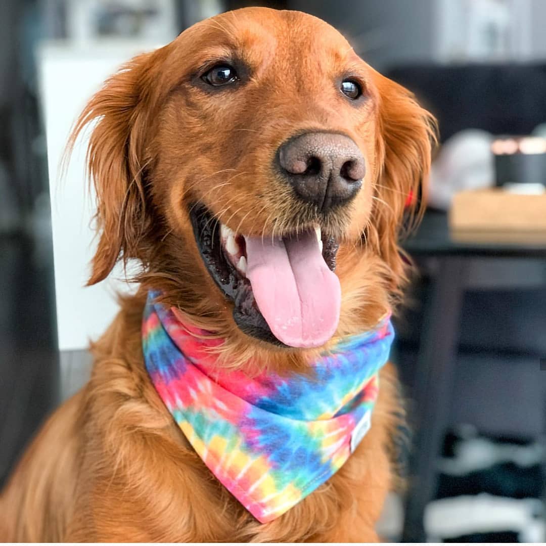 Canada Pooch Review Must Read This Before Buying