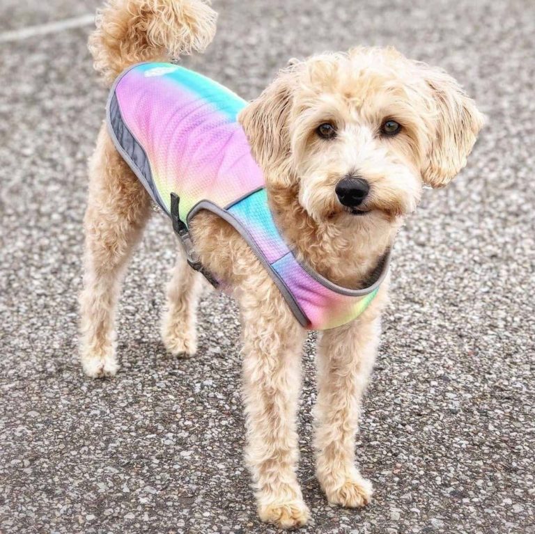 Canada Pooch Review Must Read This Before Buying