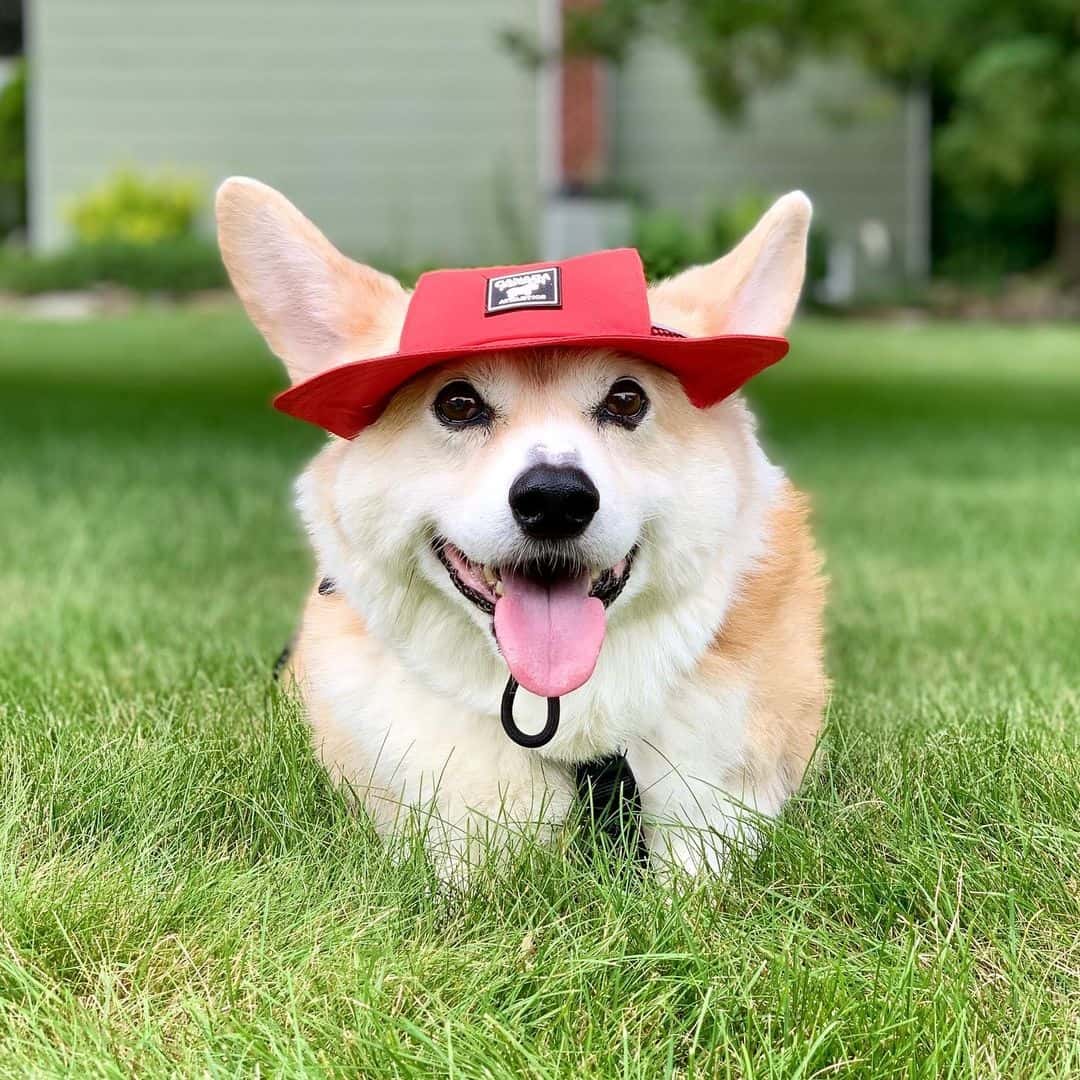 Canada Pooch Review Must Read This Before Buying