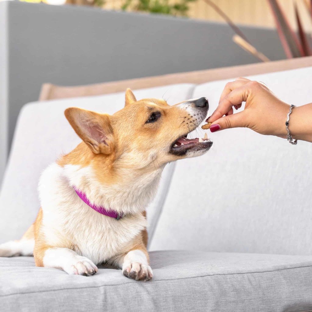 Front of the Pack Review Must Read This Before Buying