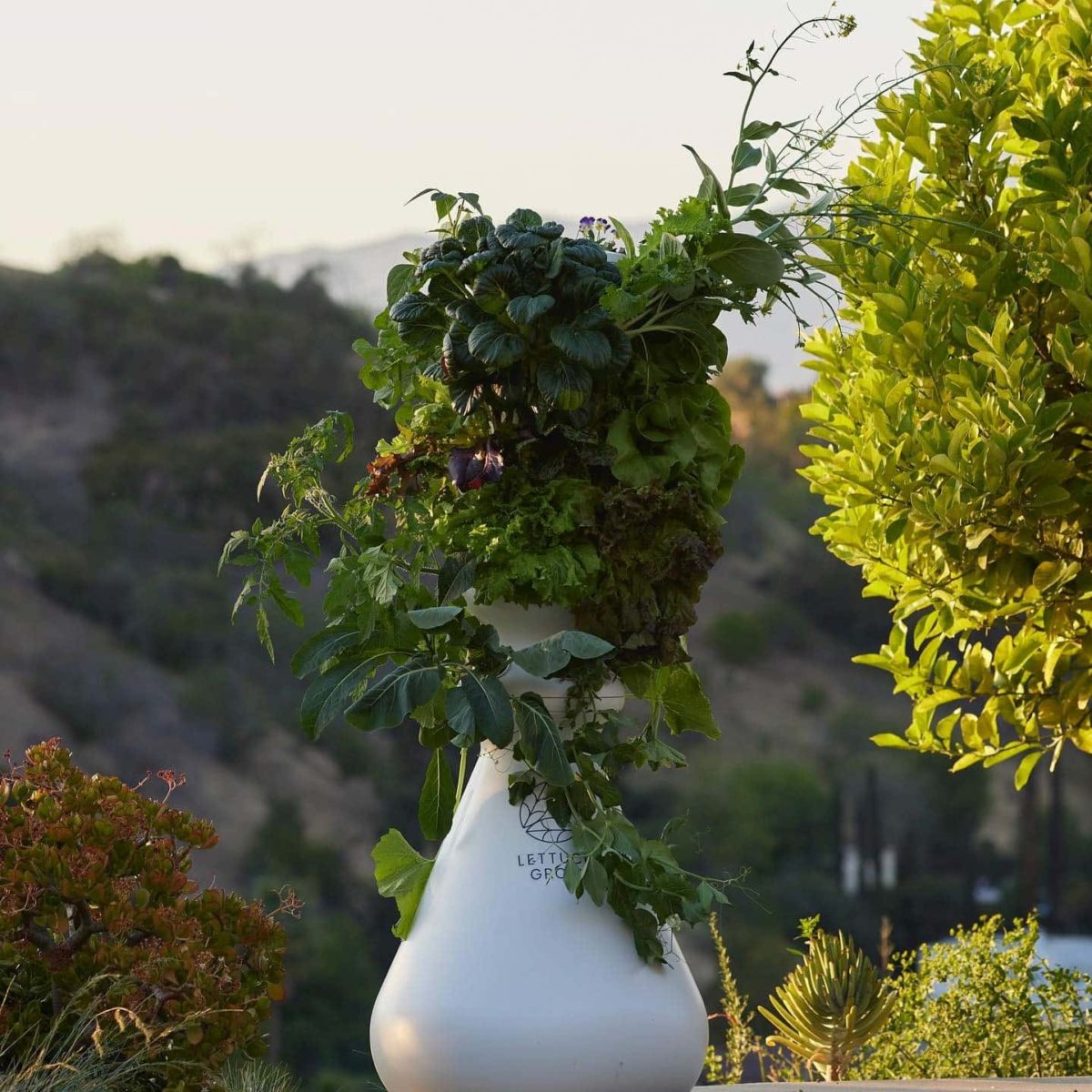 Lettuce Grow Review Must Read This Before Buying