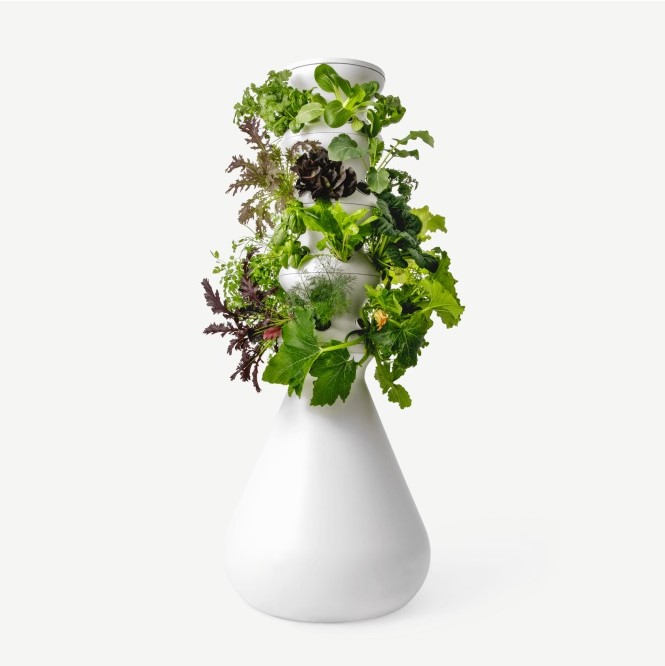 Lettuce Grow Best-Loved Blooms Bundle Review