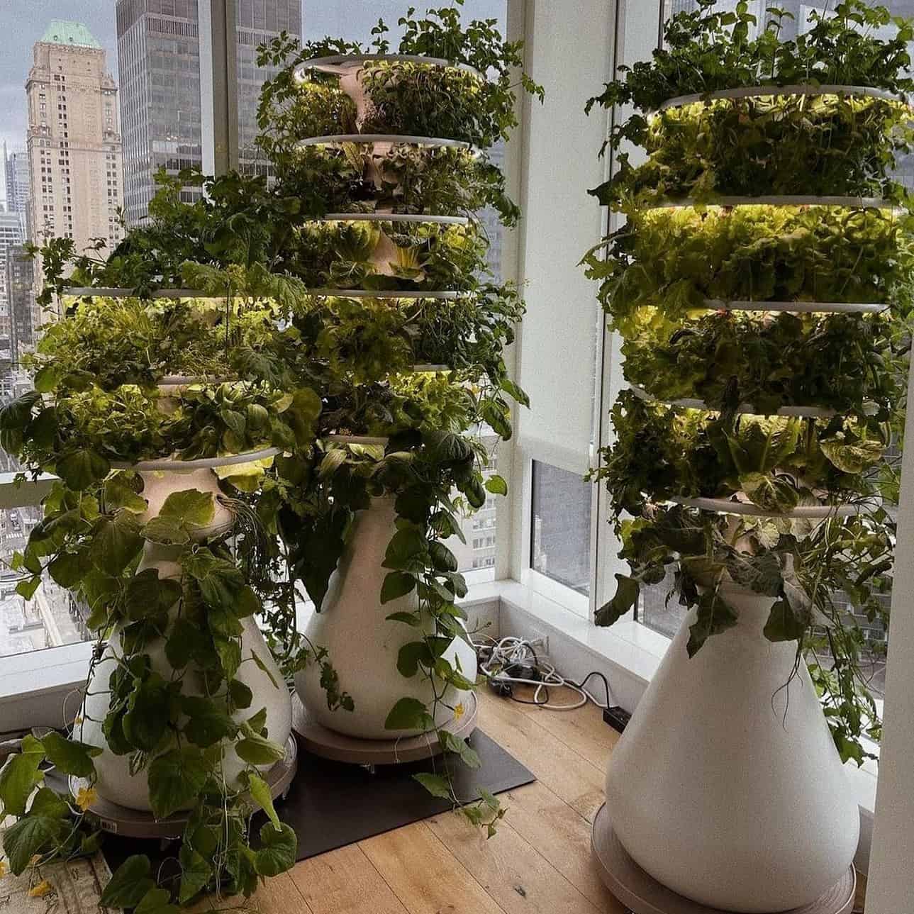 Lettuce Grow Review Must Read This Before Buying