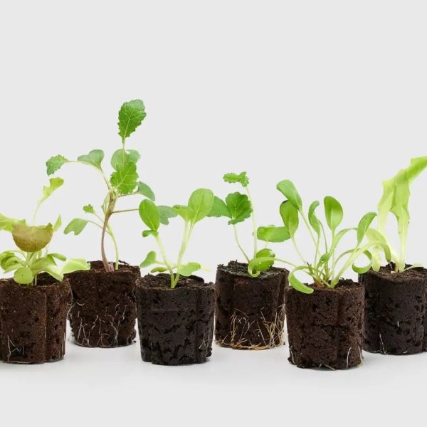 Lettuce Grow Review Must Read This Before Buying