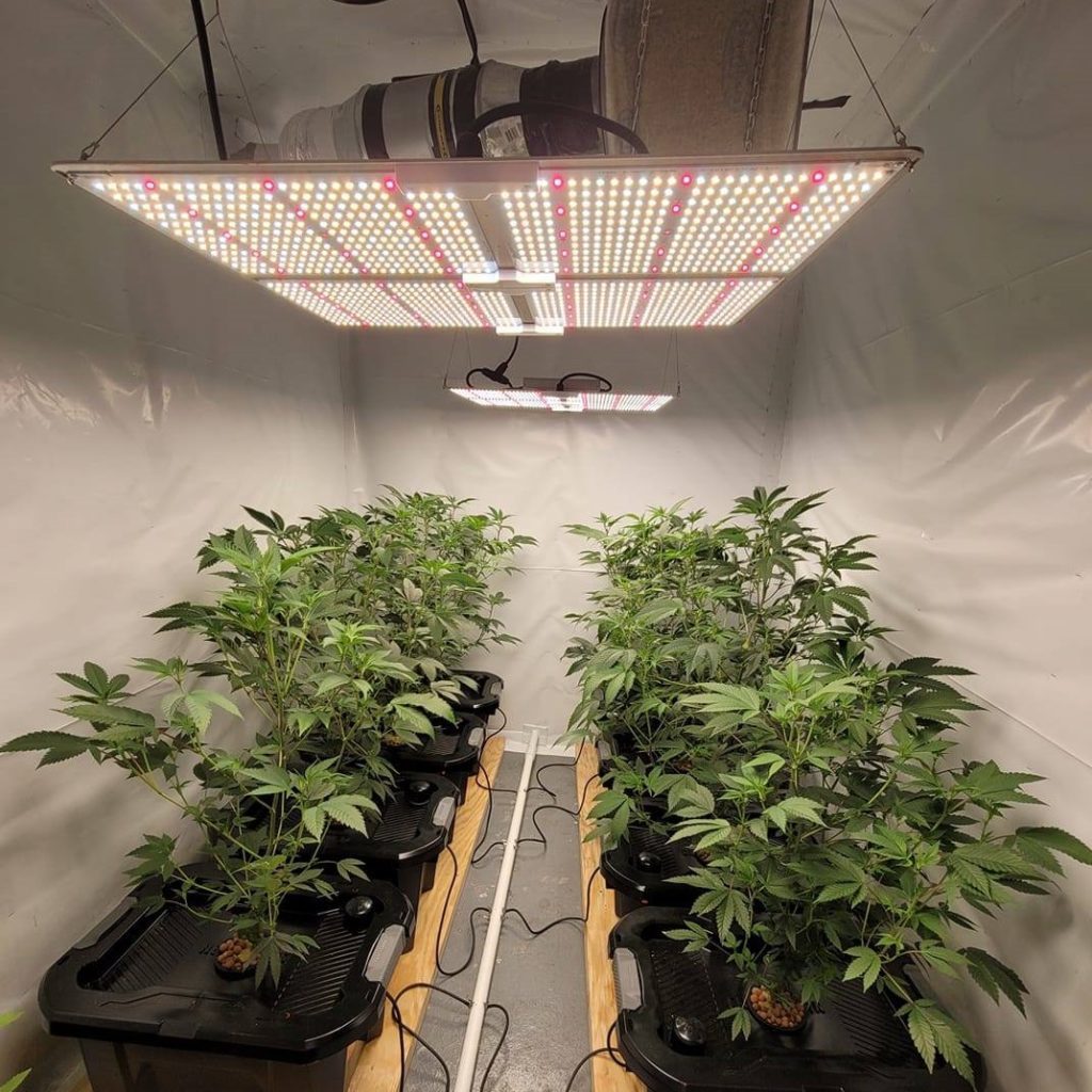 Spider Farmer LED Grow Lights Review