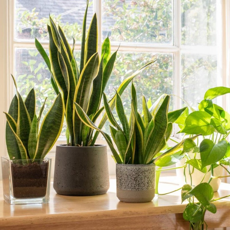 8 Best Indoor Plant Brands
