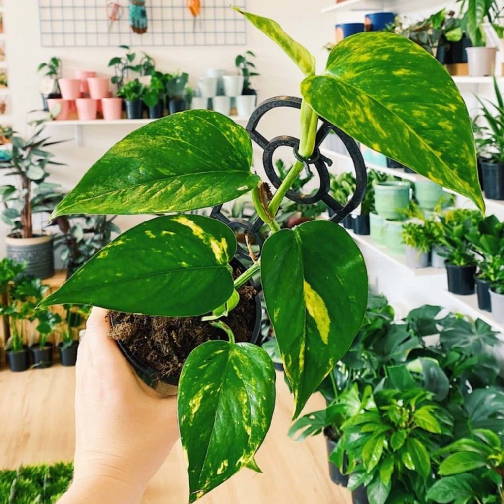 8 Best Indoor Plant Brands