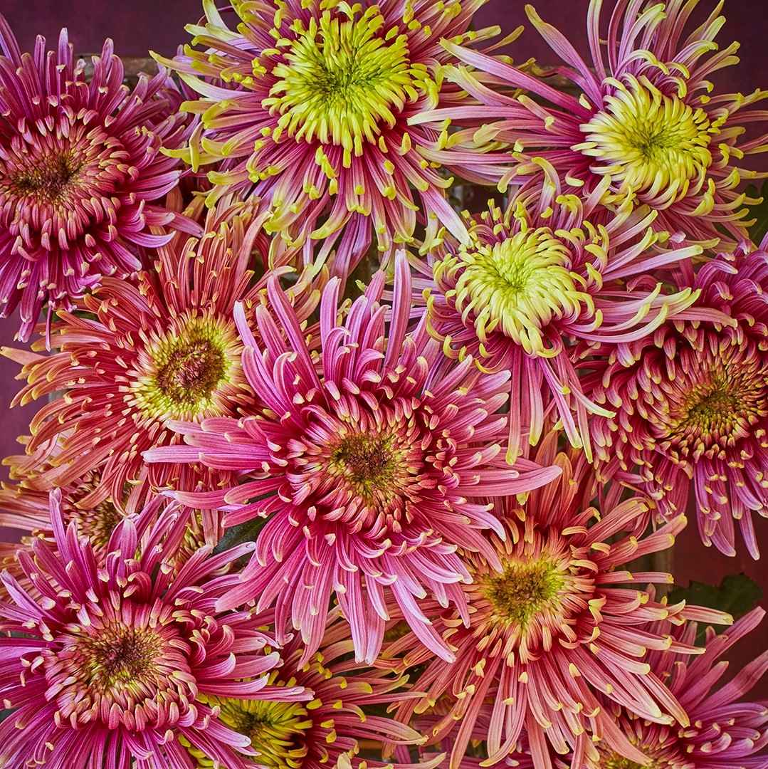 Freddies Flowers Review Must Read This Before Buying