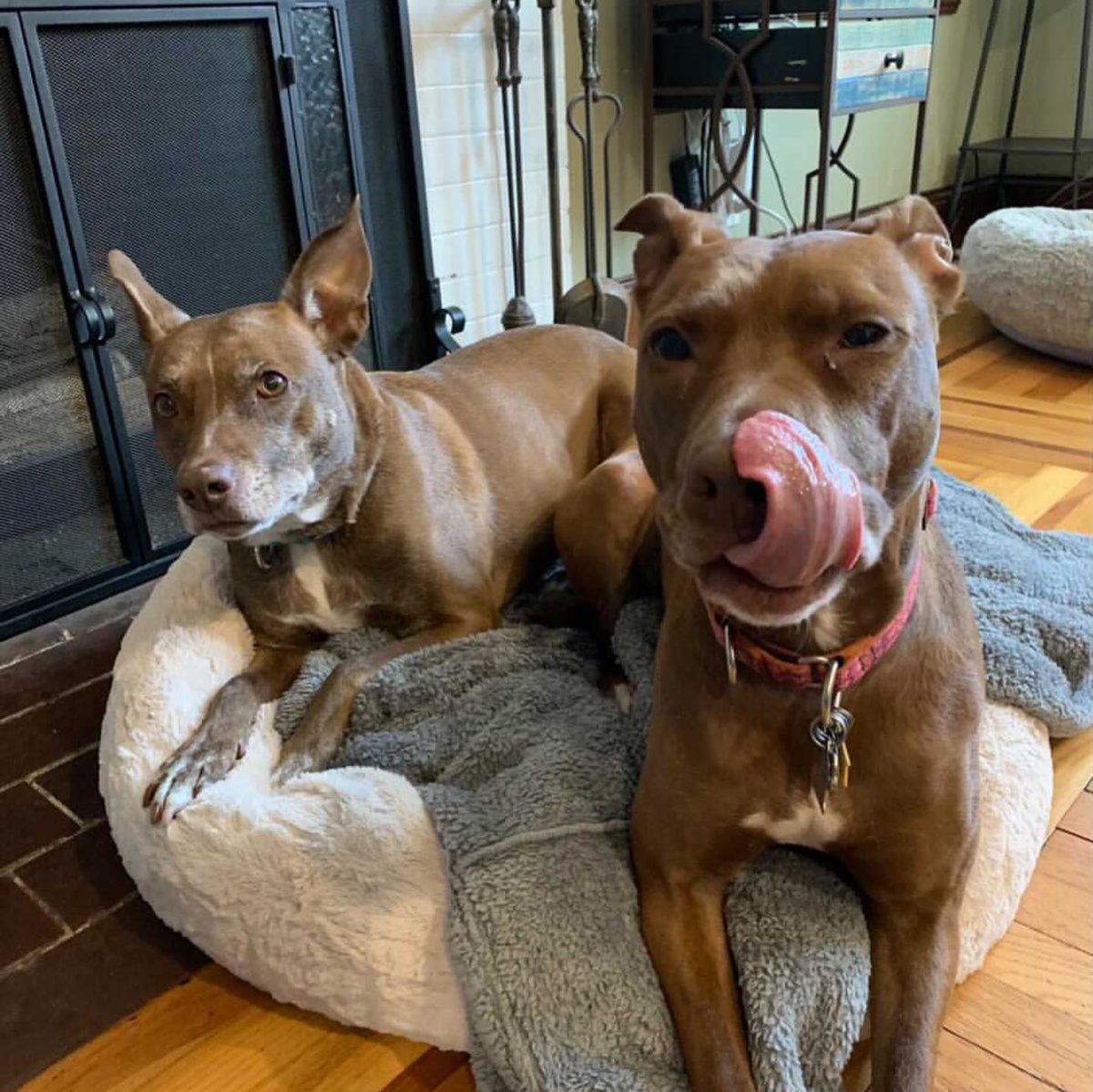 Maev dog food reviews