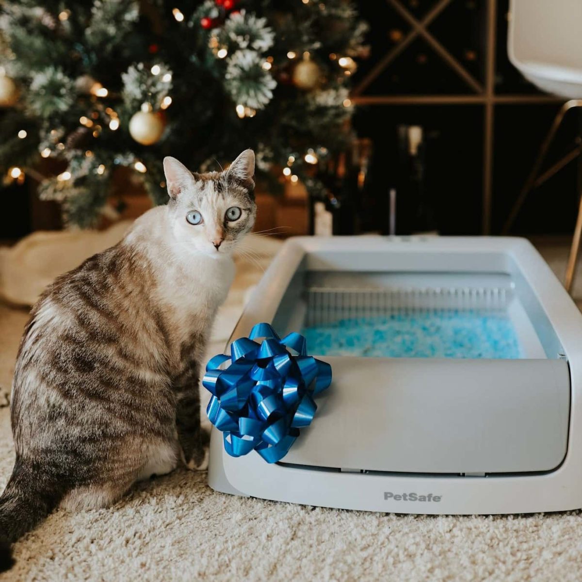 PetSafe Review Must Read This Before Buying