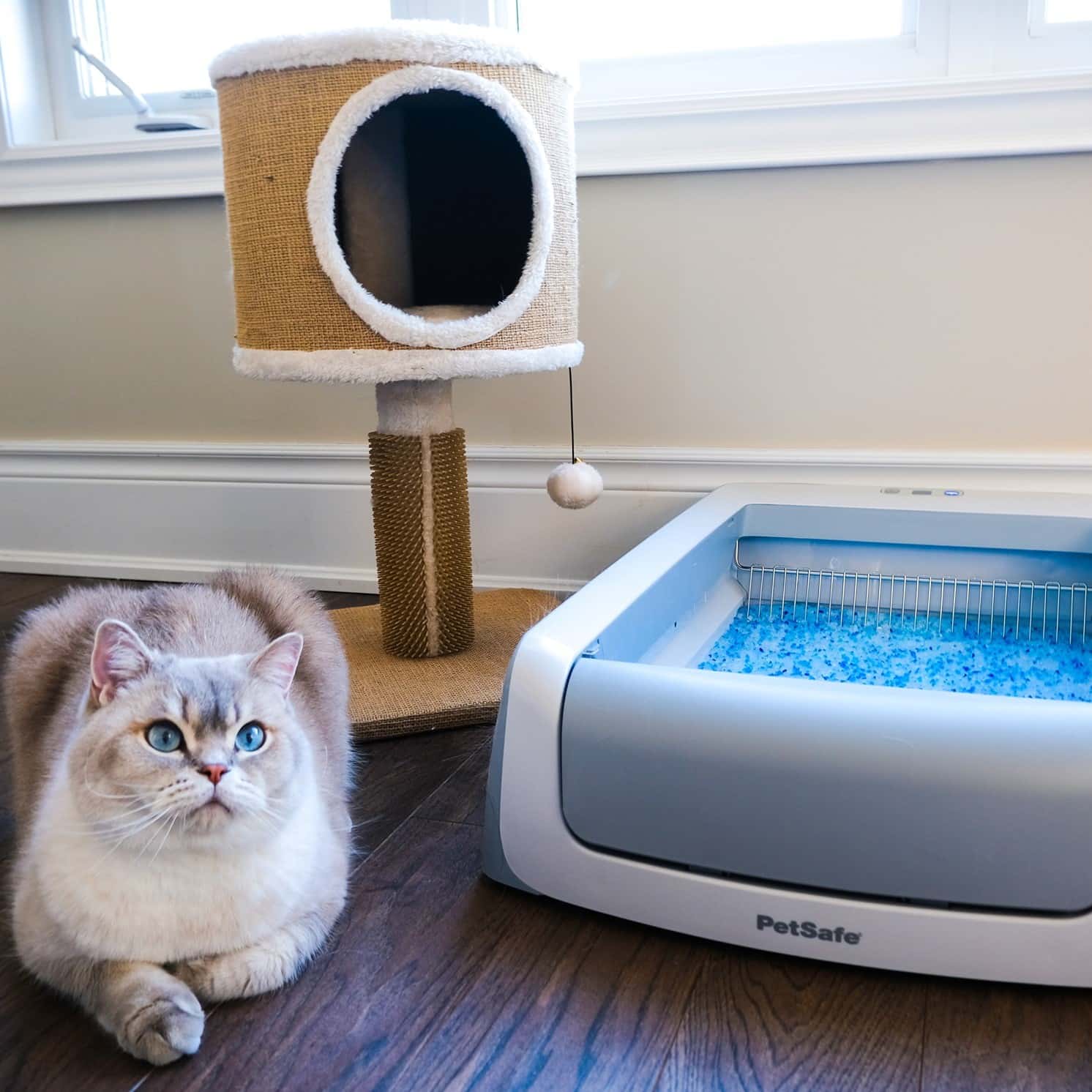 PetSafe Review Must Read This Before Buying