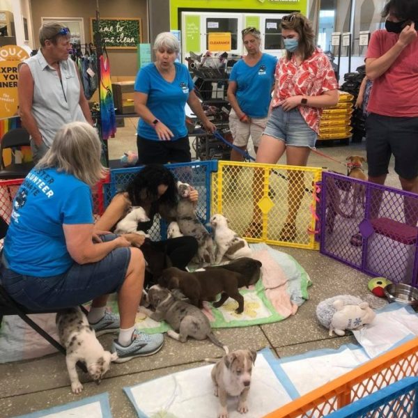 Petco vs Petsmart Review Must Read This Before Buying