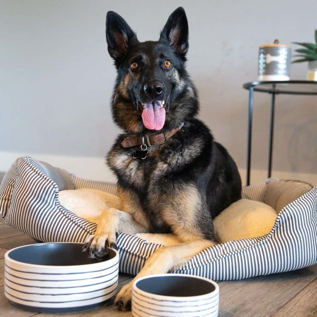 Petco vs Petsmart Review Must Read This Before Buying