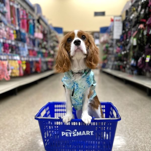 Petco vs Petsmart Review Must Read This Before Buying