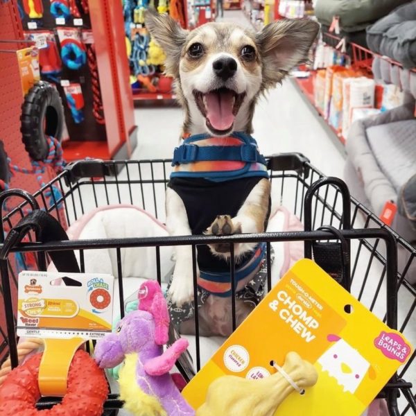 Petco vs Petsmart Review Must Read This Before Buying