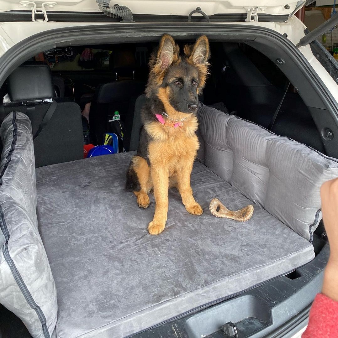 Big Barker Dog Bed Review Must Read This Before Buying