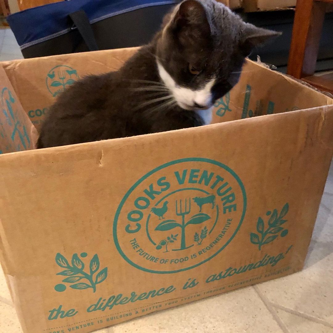 cooks venture chicken nuggets cooks venture chicken nuggets