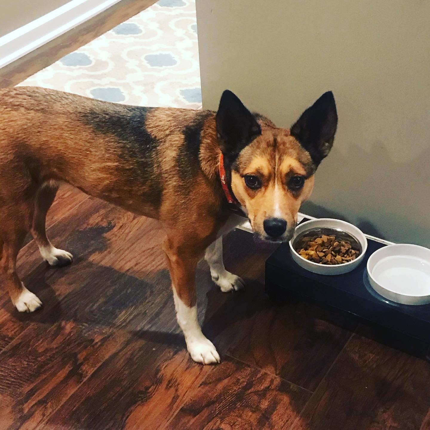 Bark Eats Dog Food Review Must Read This Before Buying