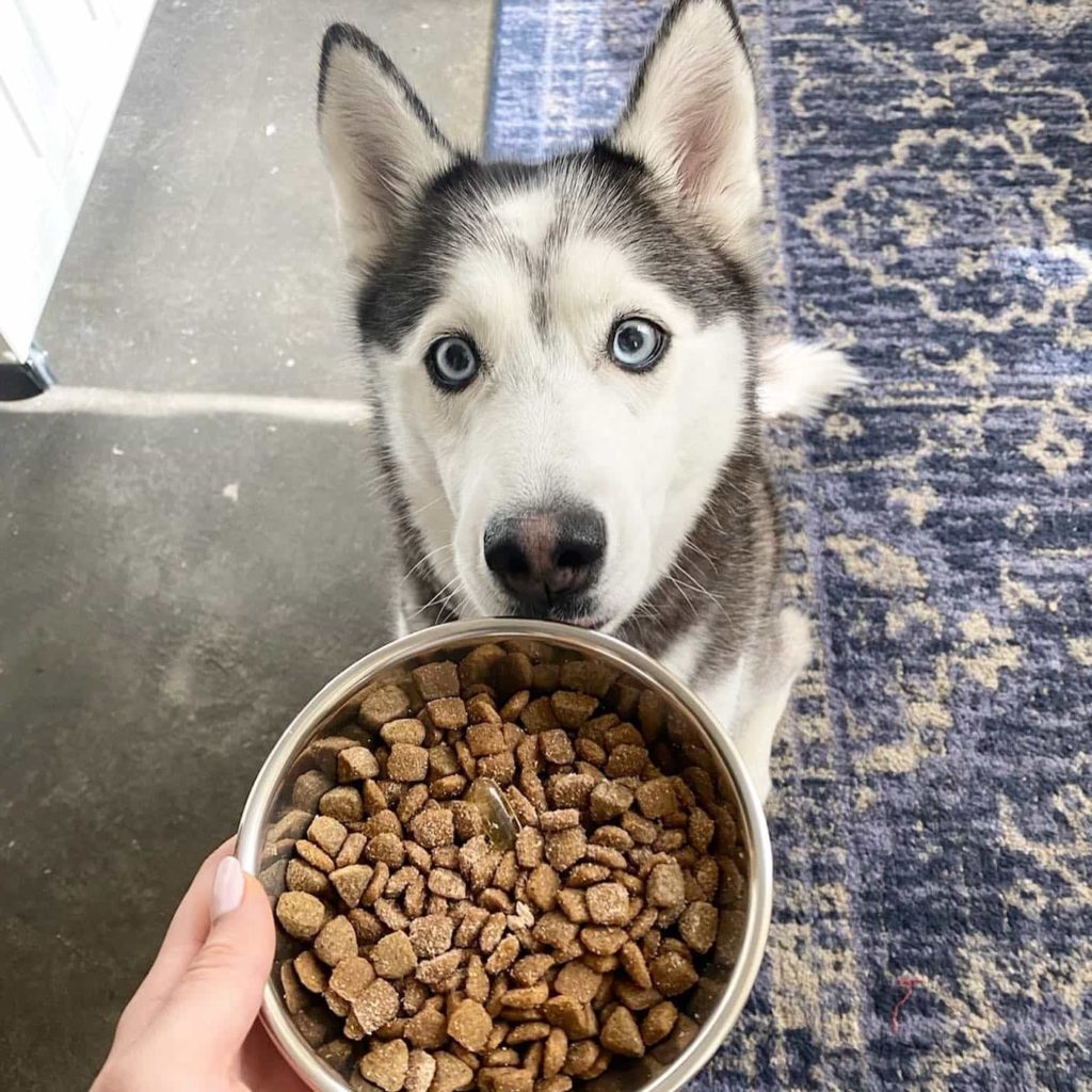 Bark Eats Dog Food Review