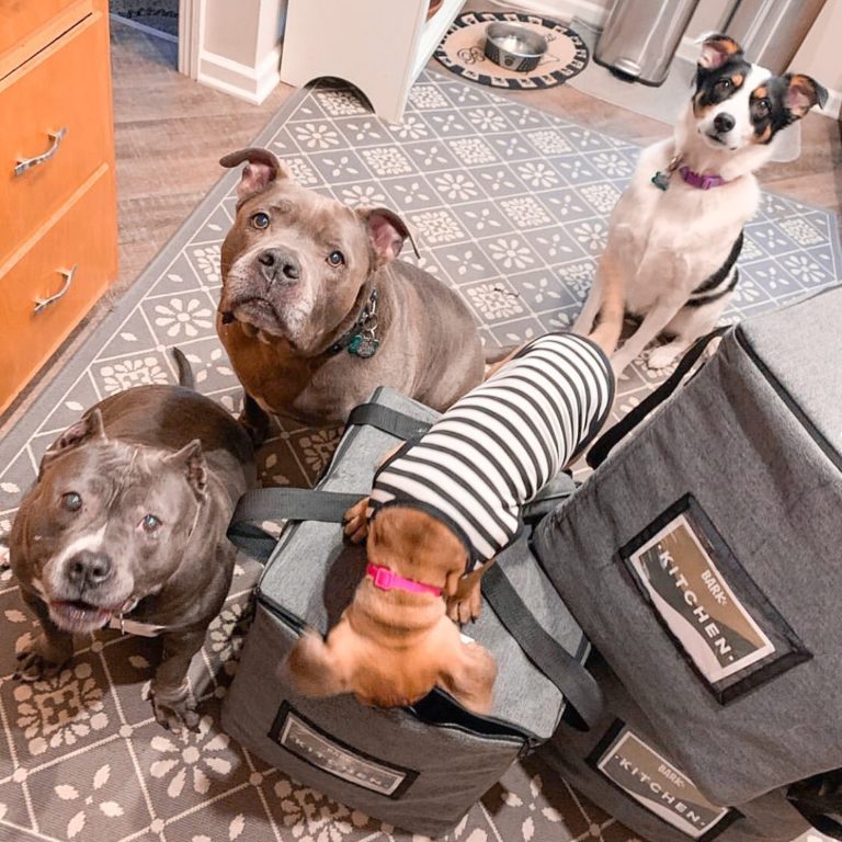 Bark Eats Dog Food Review Must Read This Before Buying