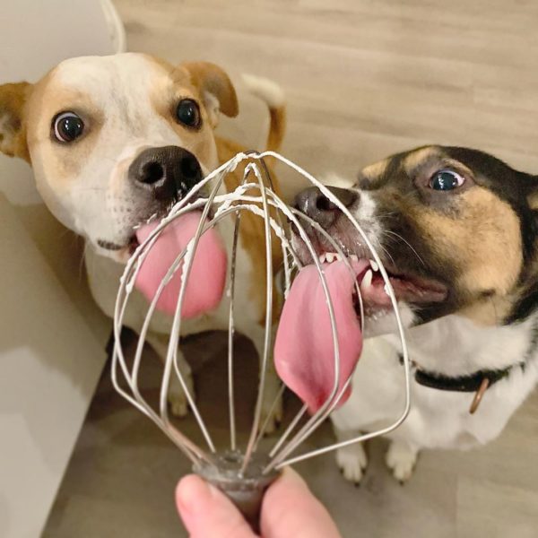 Bark Eats Dog Food Review Must Read This Before Buying