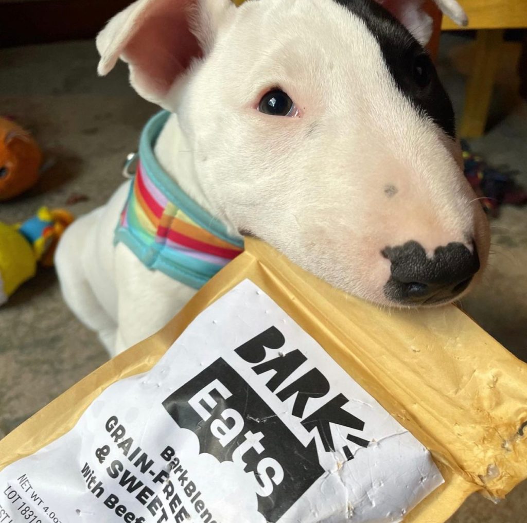 Bark Eats Dog Food Review