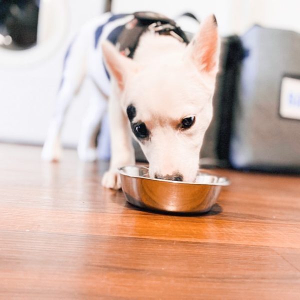 Bark Eats Dog Food Review Must Read This Before Buying