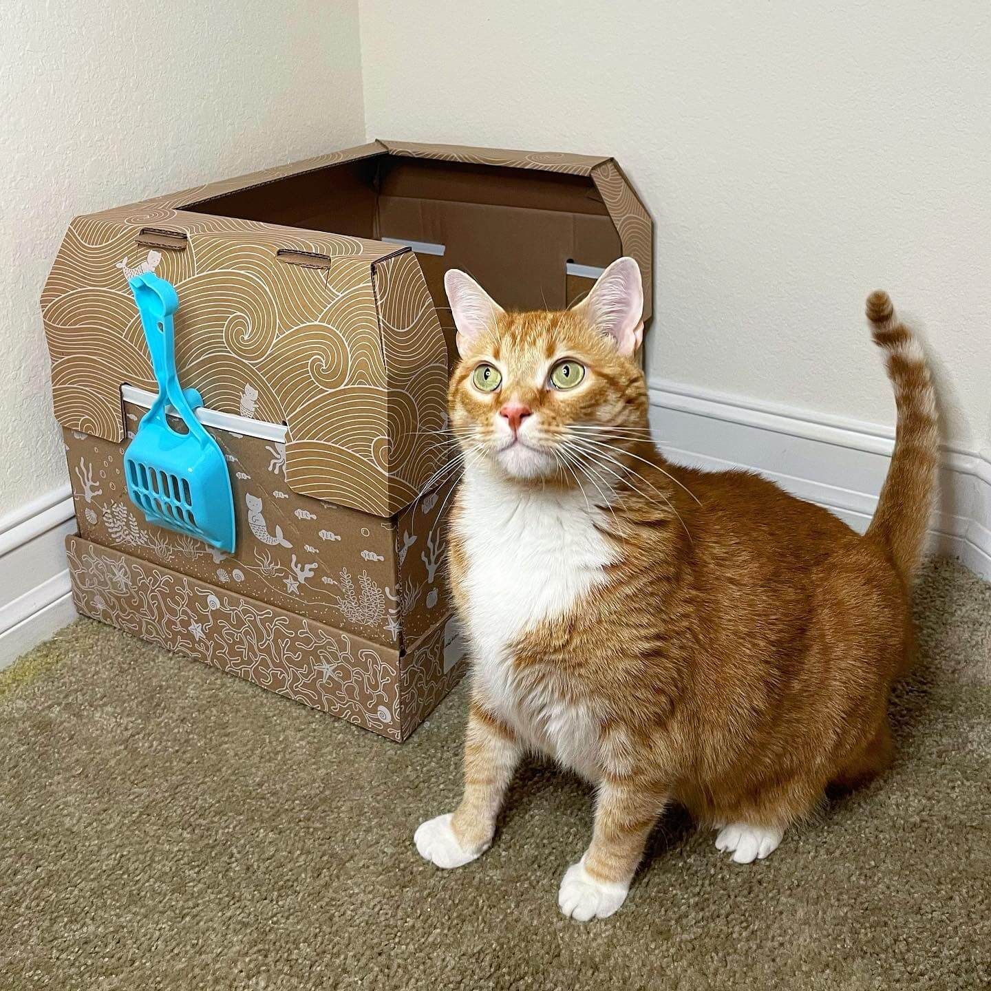 Kitty Poo Club Review Must Read This Before Buying