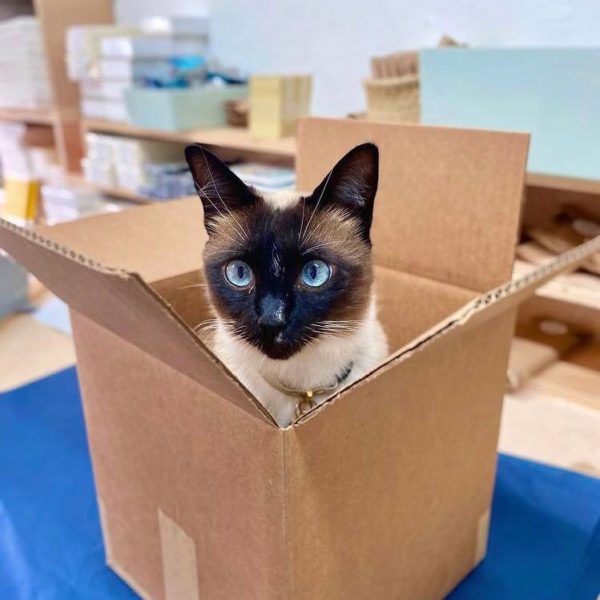 Kitty Poo Club Review Must Read This Before Buying