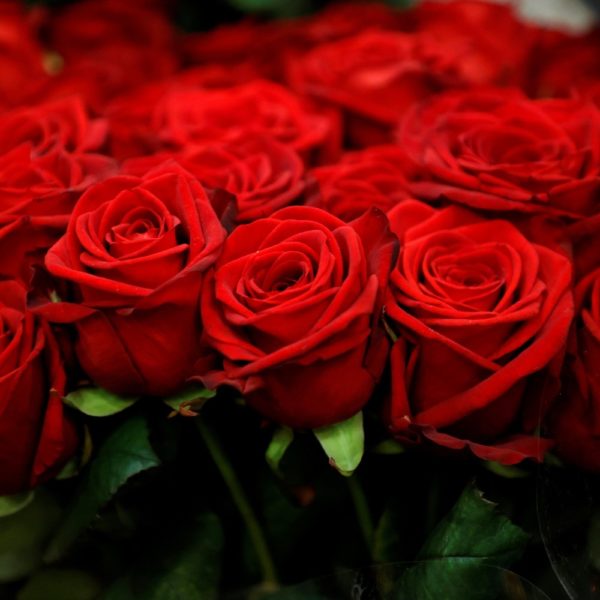 Rose Farmers Review Must Read This Before Buying