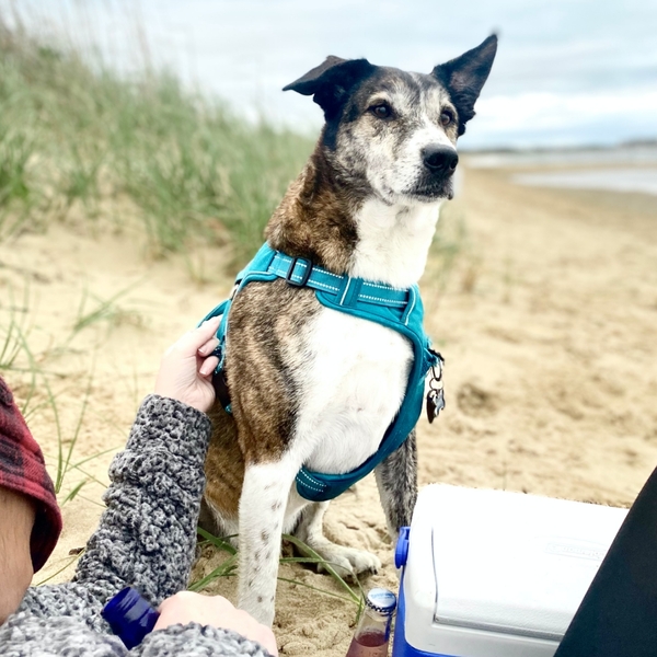 17 Best Dog Food Brands 17 Natural Balance
