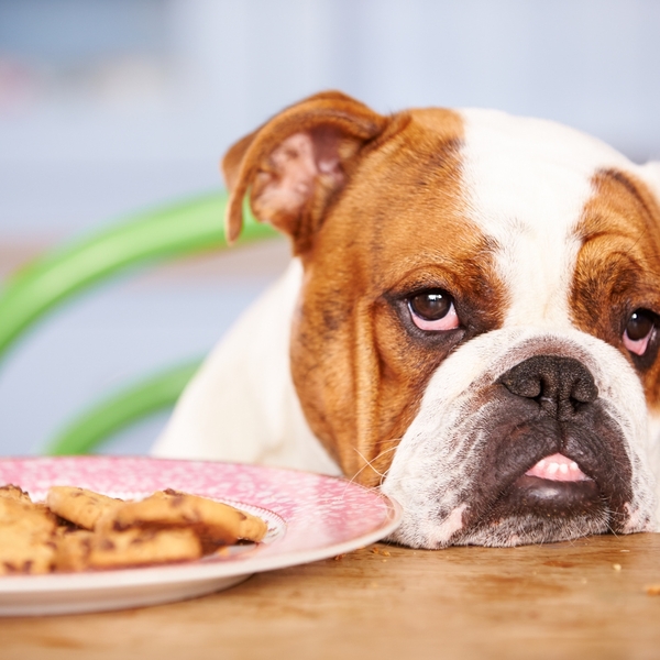 17 Best Dog Food Brands 19 Best Dog Food Brands