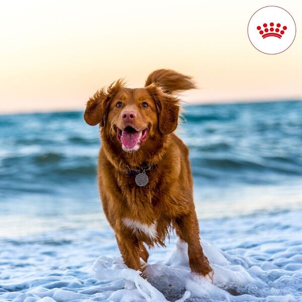 17 Best Dog Food Brands 8 Royal Canin