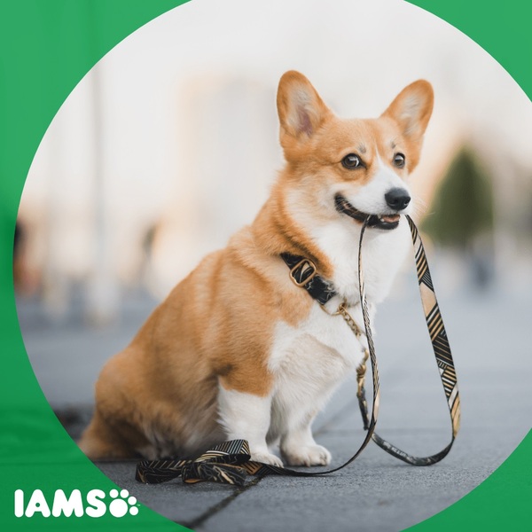17 Best Dog Food Brands 10 IAMS