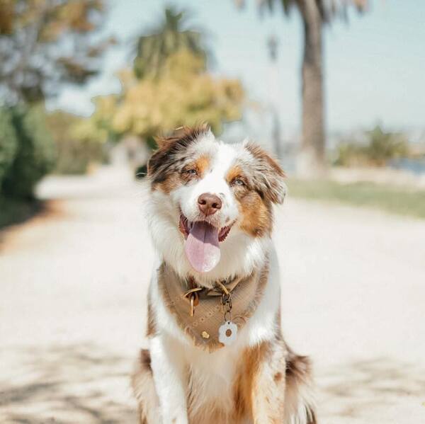 17 Best Dog Food Brands 14 The Honest Kitchen