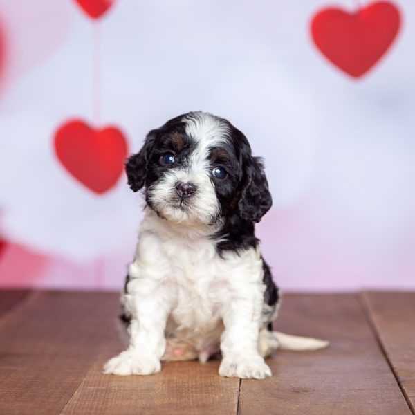 Lancaster Puppies Review Must Read This Before Buying