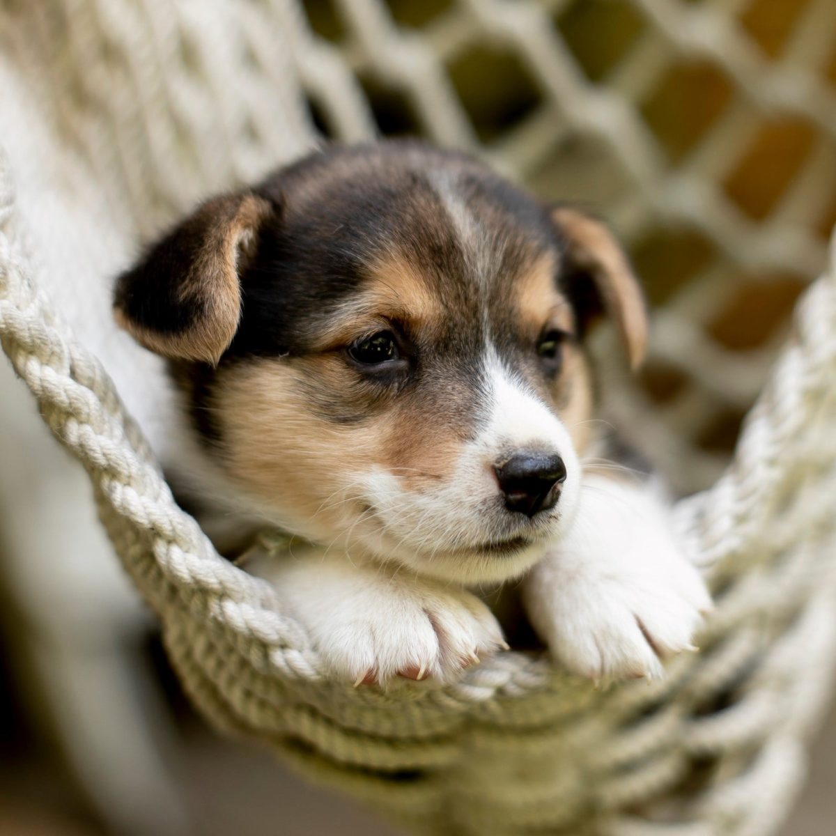 Lancaster Puppies Review Must Read This Before Buying