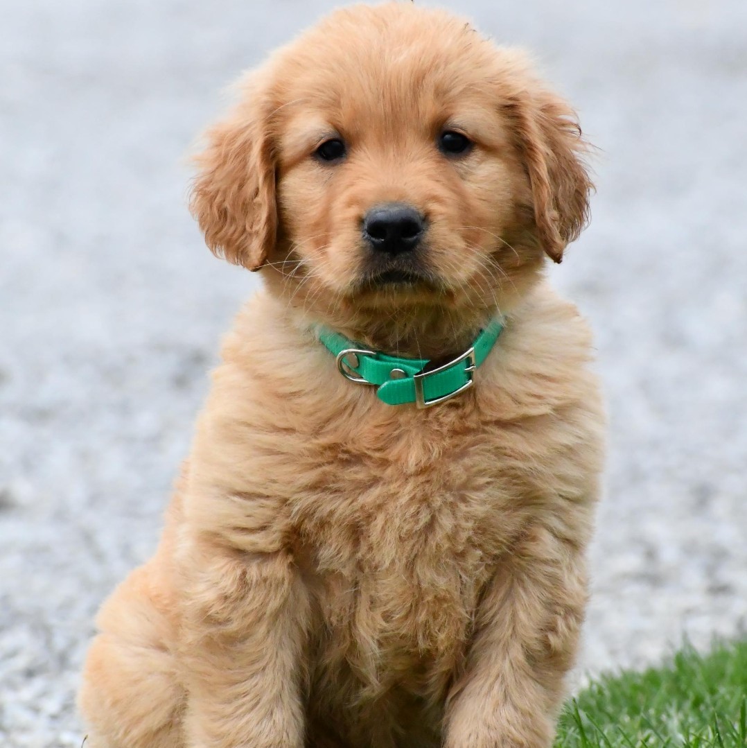 Lancaster Puppies Review Must Read This Before Buying
