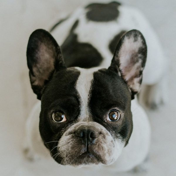 Lancaster Puppies Review Must Read This Before Buying