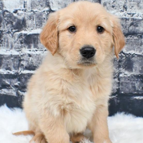 Lancaster Puppies Golden Retriever Review