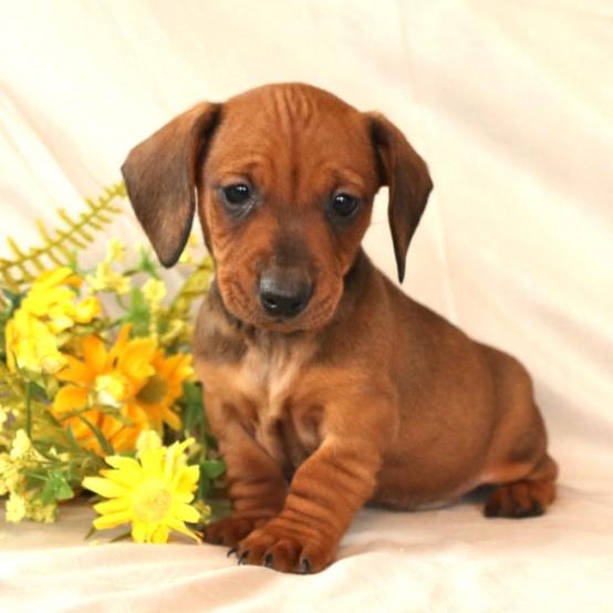 Lancaster Puppies Dachshund Review