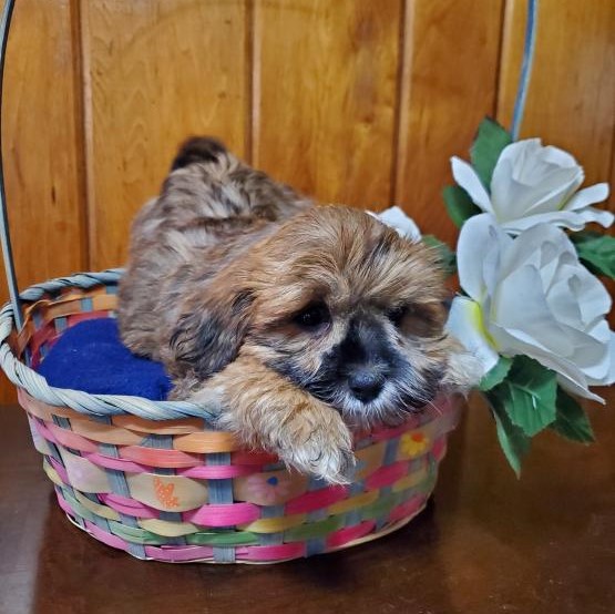 Lancaster Puppies Shih Tzu Review