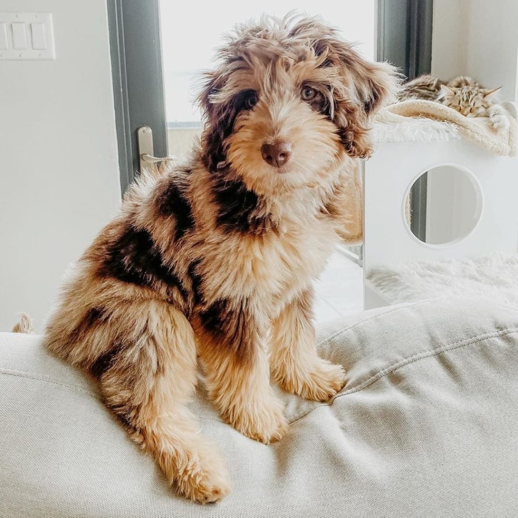 Lancaster Puppies Review Must Read This Before Buying