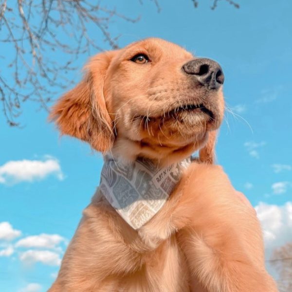 Dog Is Human Reviews Complaints Consumer Reports Dog is Human Review - Must Read This Before Buying
