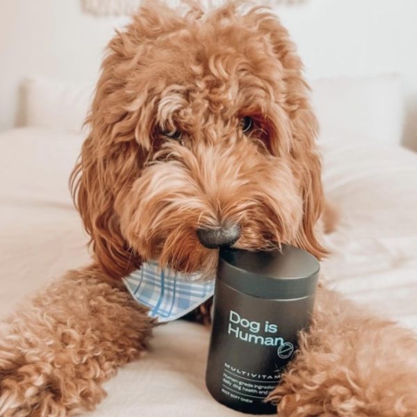 Dog is Human Review Must Read This Before Buying