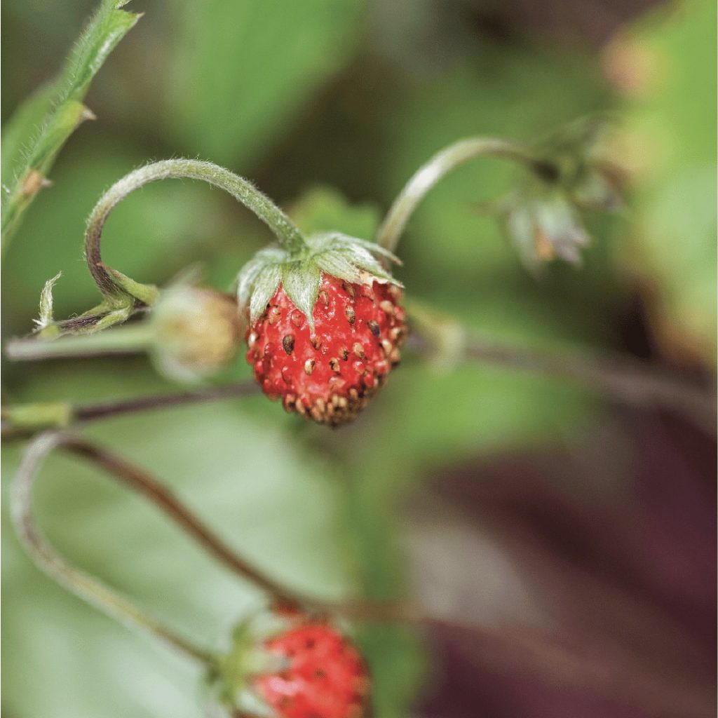 Gardyn Mini Strawberries Review