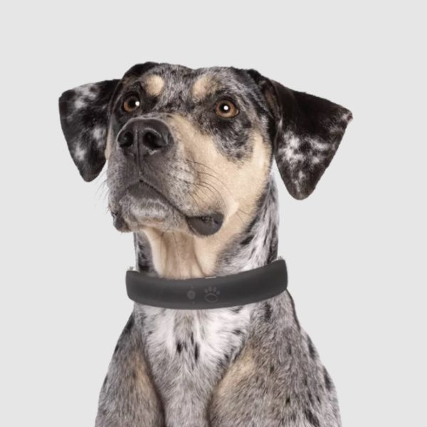 Halo Collar Review Must Read This Before Buying