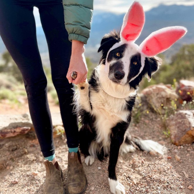 Halo Collar Review Must Read This Before Buying