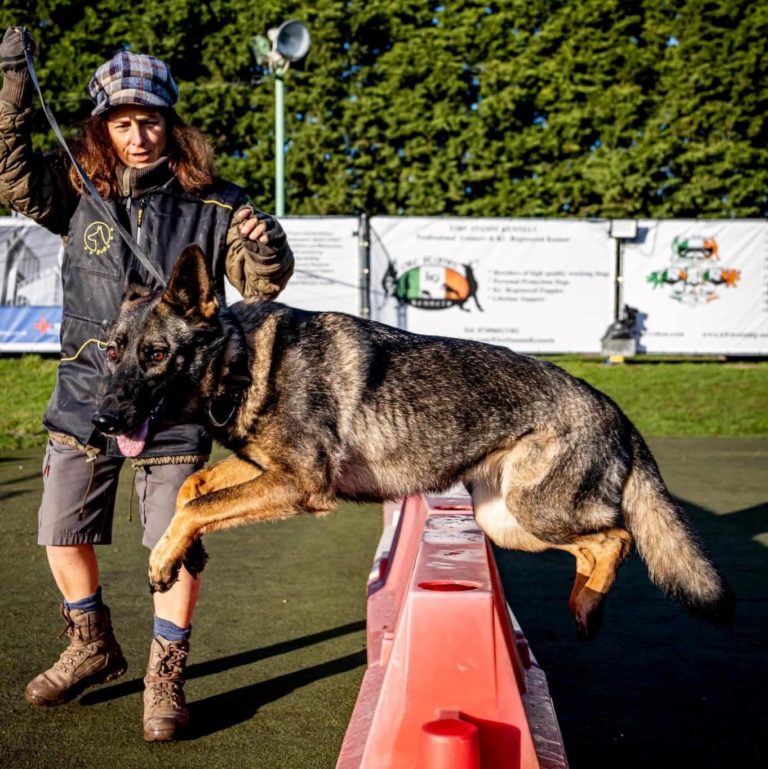 K9 Dog Training Review Must Read This Before Buying